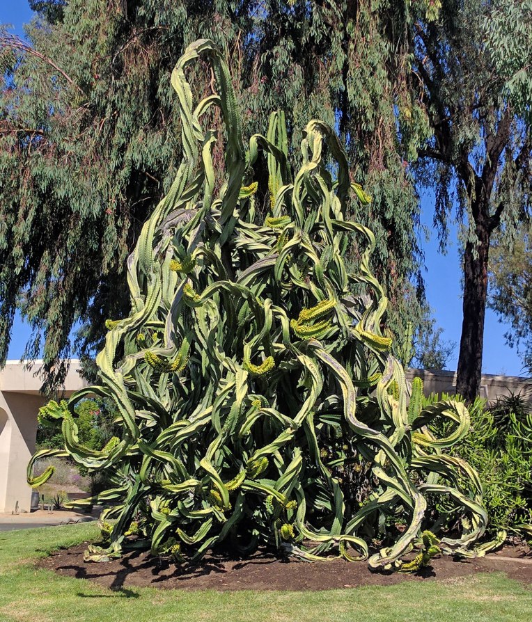 funky-cactus