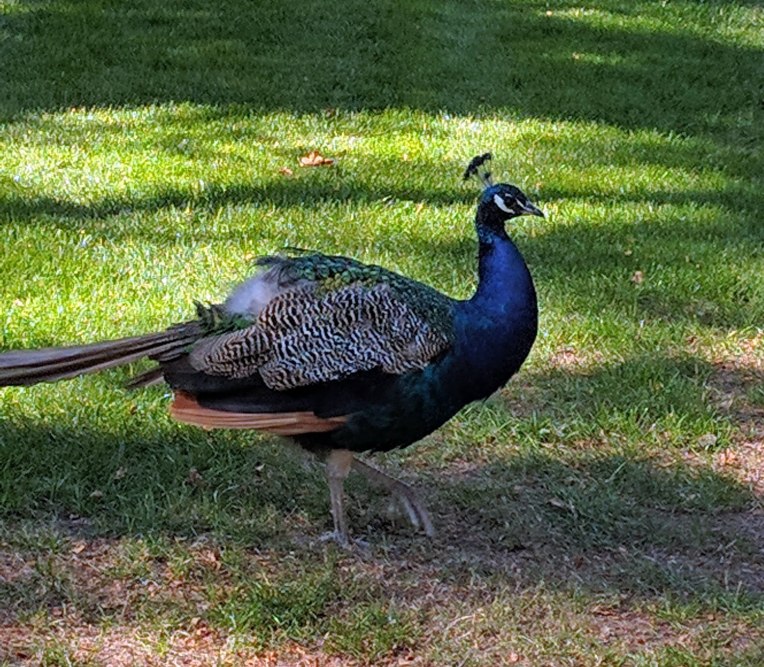 yes... that's a peacock roaming around... no cage