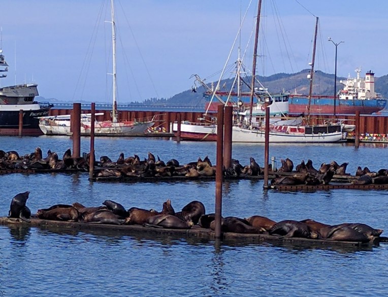 sea lions of Astoria